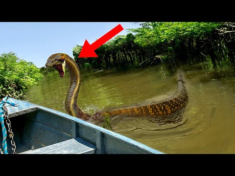 Top 10 Most Dangerous Attacks in the Amazon Jungle