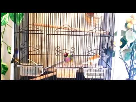 Bengalese finch chov