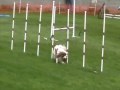 Elmo AKC Excellent Standard May 2010
