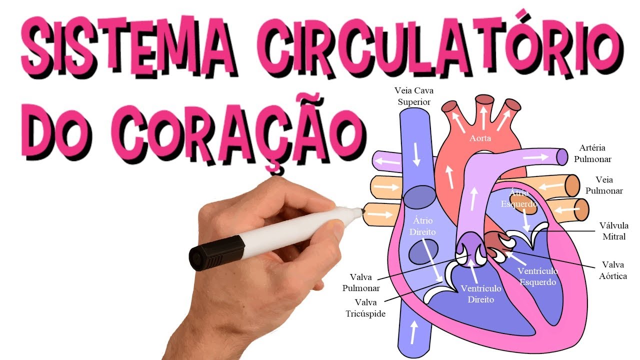 ✅ SISTEMA CARDIOVASCULAR | SISTEMA CIRCULATÓRIO DO CORAÇÃO