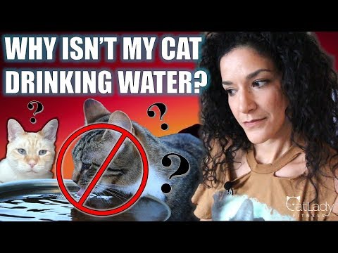 Cat won't drink water? Or STOPPED drinking water since eating raw food? Here's the REAL reason why!