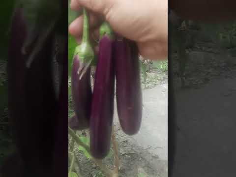 , title : 'Harvesting eggplant in our backyard garden #shorts #harvest #eggplant'