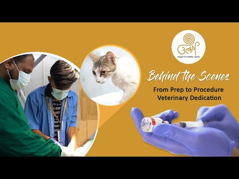 Behind The Scenes | From Preparation  to Procedure veterinary Dedication| Utkarsh Global Foundation