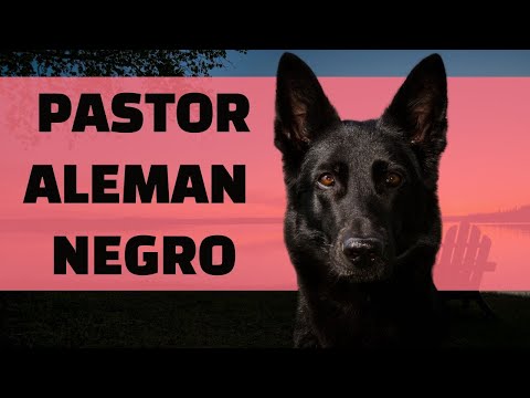 Todo sobre el pastor alemán negro: características y más