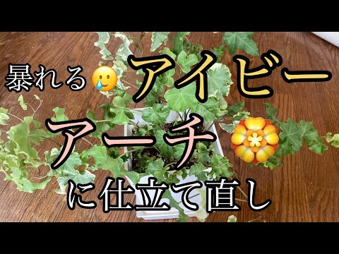 斑点のあるアイビー 植物
