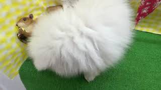 ポメラニアンの動画01