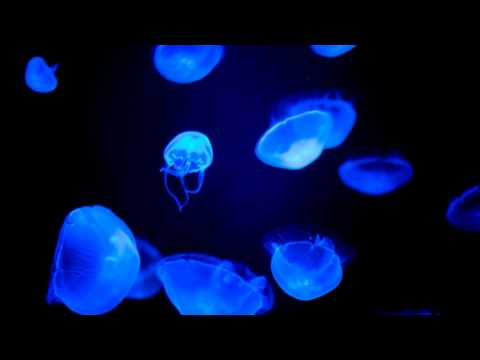 Saito Koji: Oblivion