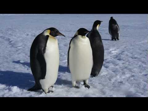Adelie and Emperor Penguins
