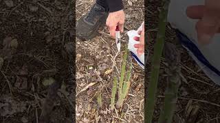 Second harvest of asparagus