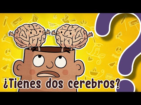 ¿Tienes dos cerebros?