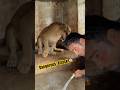 Dangerous Attack Wildliferescue Bigcats Tigerspotted Lion Angrytiger Wildcats