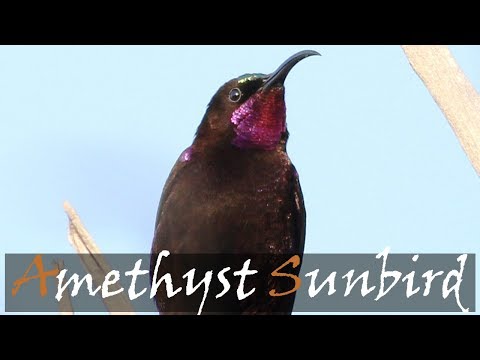 Nektárovka ametystová (Chalcomitra amethystina) — spev a hlas v prírode