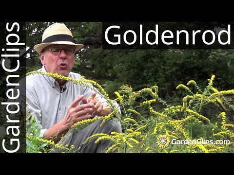 download lagu mp3 mp4 Solidago Rugosa Fireworks Goldenrod, download lagu Solidago Rugosa Fireworks Goldenrod gratis, unduh video klip Solidago Rugosa Fireworks Goldenrod