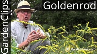 Goldenrod - Solidago rugosa &#39;Fireworks&#39; - How to grow Goldenrod