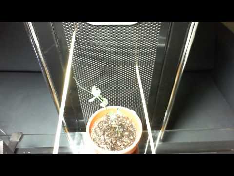 Sugar Snap Pea Multi Stage Growth