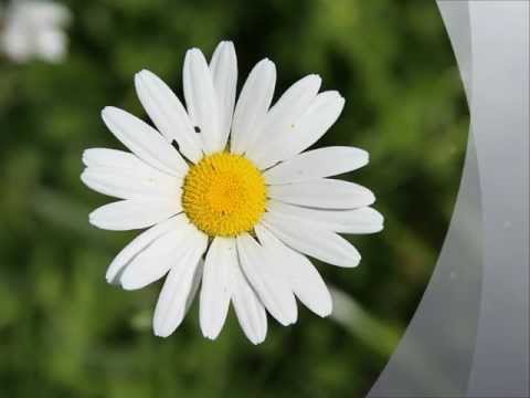 Marlene Dietrich  Where have all the flowers gone