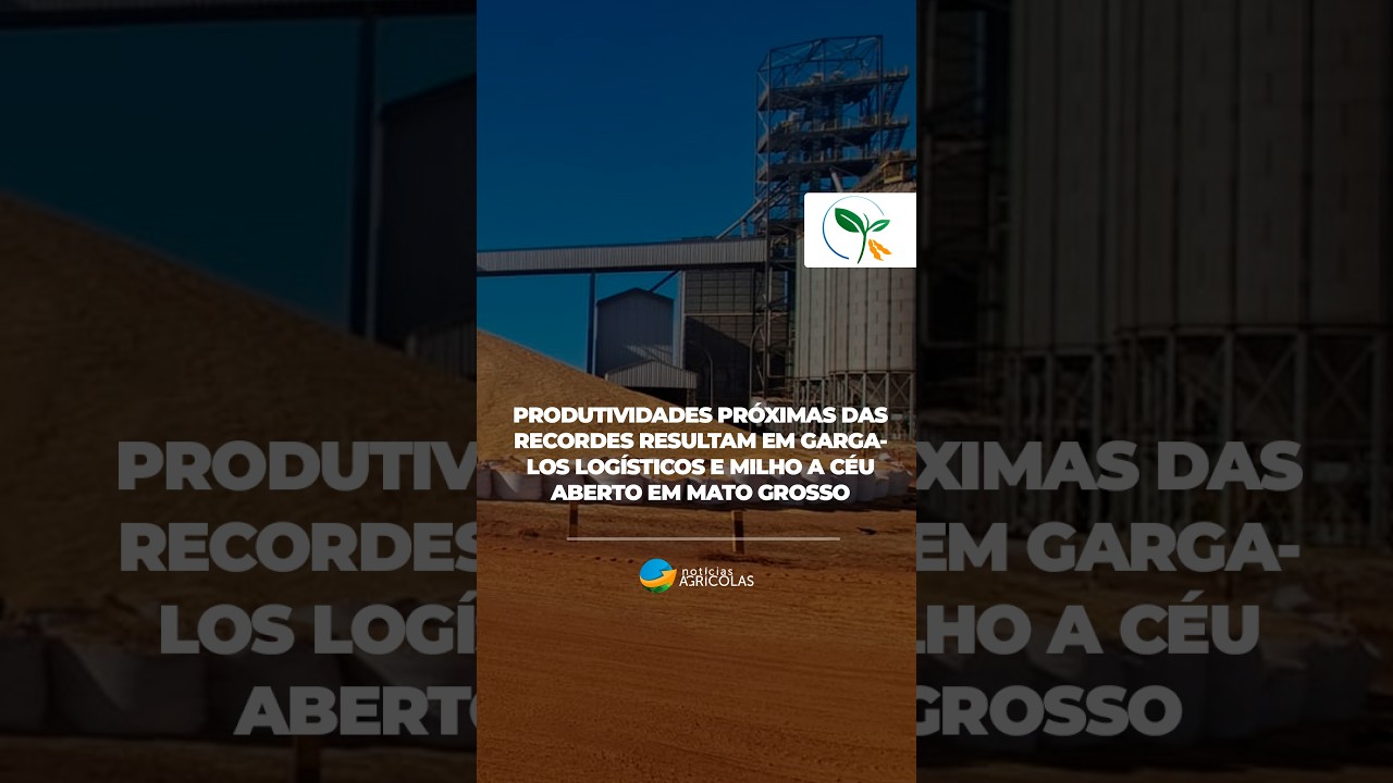Produtividades próximas das recordes resultam em gargalos logísticos e milho a céu aberto em Mato...
