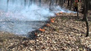 preview picture of video 'Slow Backing Fire on Woodland Prescribed Burn'