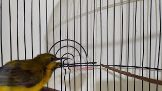 Download lagu Cukup 1 Menit..! SOGON Manapun BAKALAN NYAUT & IKUT GACOR dengan Pancingan Ini mp3