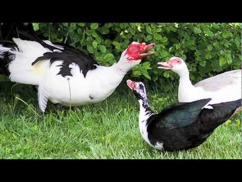 image-How big does a Muscovy duck get?