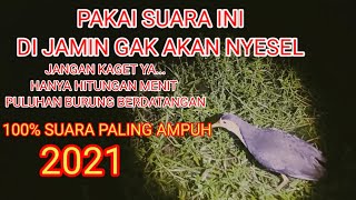 Download lagu Suara ruak-ruak paling ampuh Terbaru 2021@sarangruakruaktv3513 mp3