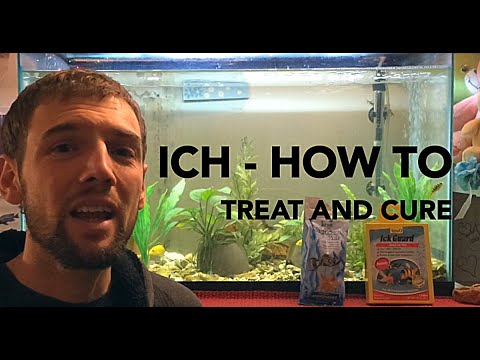 How to treat and Cure Ich (Ick) in an Aquarium - 4 easy steps