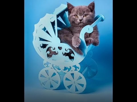 Funny video of cats. 2019🔥🔥🔥🔥