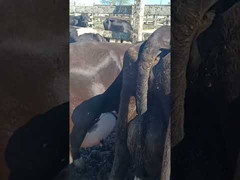 #pernambuco #pecuarista #youtubeviral #feiradegado #capoeiras #nordeste