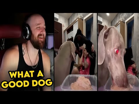 Daily Dose of Internet: Dog Getting Fired | Tectone Reacts