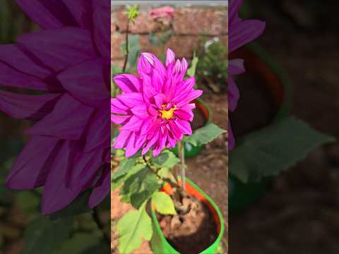 #delia #naturelovers #flowervibes #flowergarden #flowers