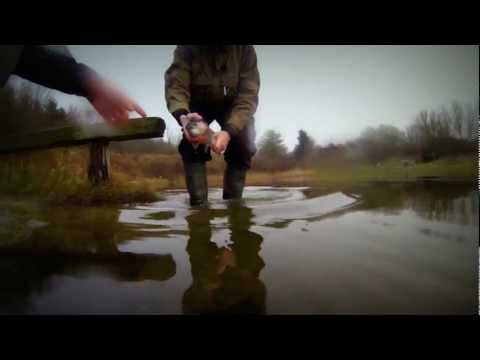 Regnbueørred fra Blokhus fiskepark del 1