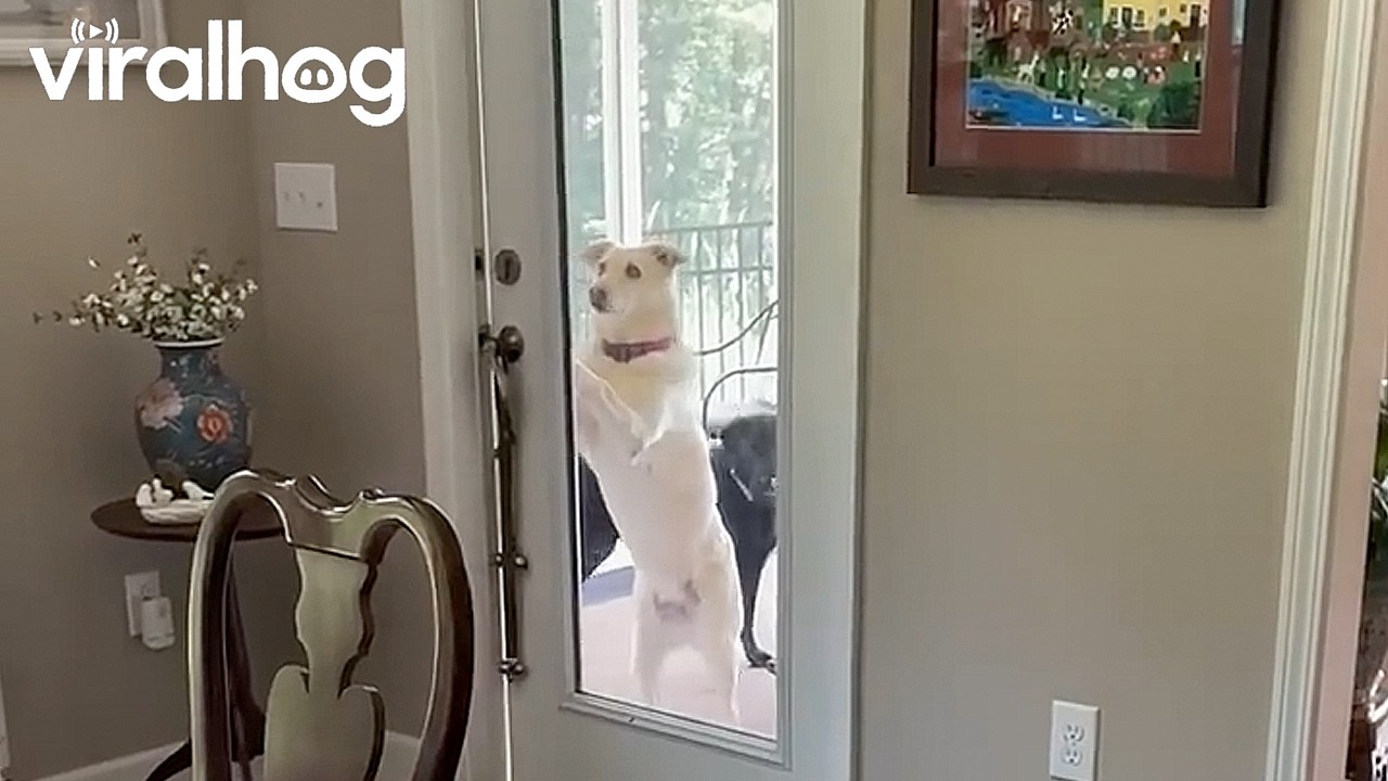 Gentleman Dog Opens the Door for His Friend || ViralHog