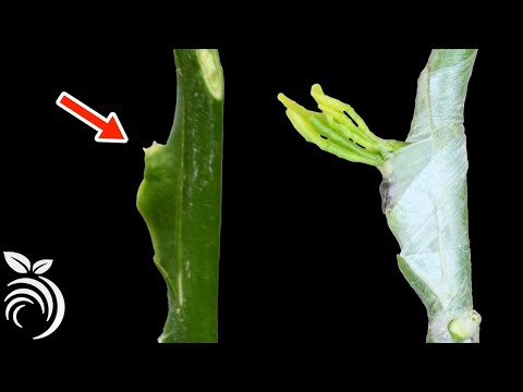 download lagu mp3 mp4 Grafted Citrus Trees California, download lagu Grafted Citrus Trees California gratis, unduh video klip Grafted Citrus Trees California