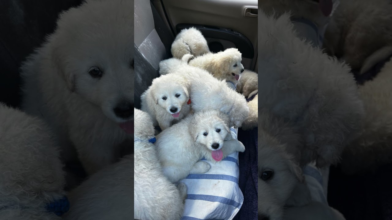 Pure bred maremma sheep dog pups - 10 weeks - video 1