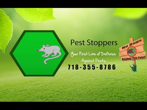 download lagu mp3 mp4 Bed Bug Exterminator Brooklyn, download lagu Bed Bug Exterminator Brooklyn gratis, unduh video klip Bed Bug Exterminator Brooklyn