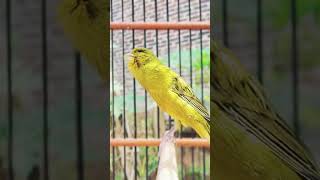 Download lagu Kenari Af Rasmi Speed rapat #kenarigacor #canario #canary #masterankenarifullisian #birds #kenari mp3 Download lagu Kenari Af Rasmi Speed rapat #kenarigacor #canario #canary #masterankenarifullisian #birds #kenari mp3