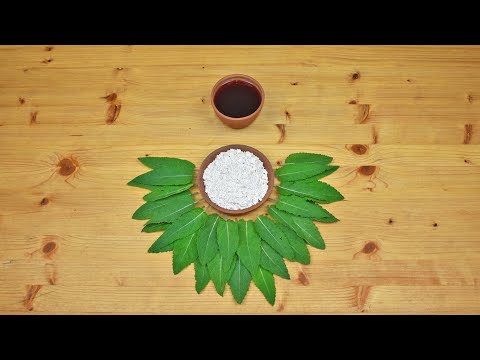 Sage Fritters – A Recipe between the Middle Ages and Today