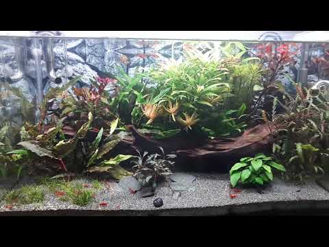 Aqua-Tropica - BLAU aquaristic 80l Aquascaping Weißglas Aquarium