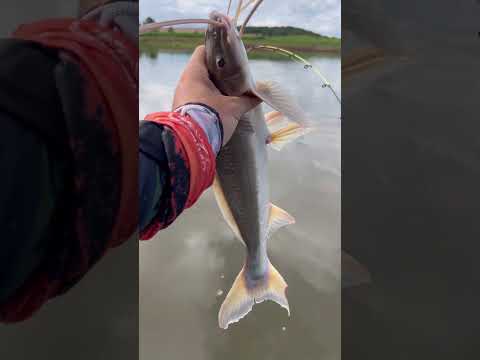 Barbado do Rio Tibagi PR #fishingvideo #pescaria #pesca