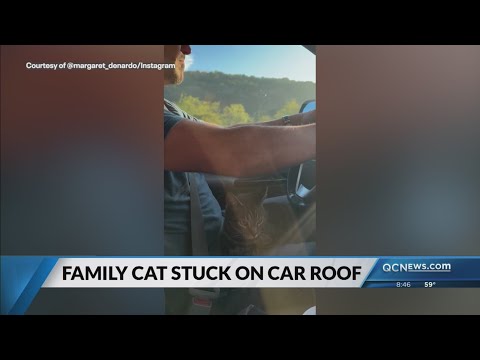 Family cat travels about 100 miles on car roof - YouTube