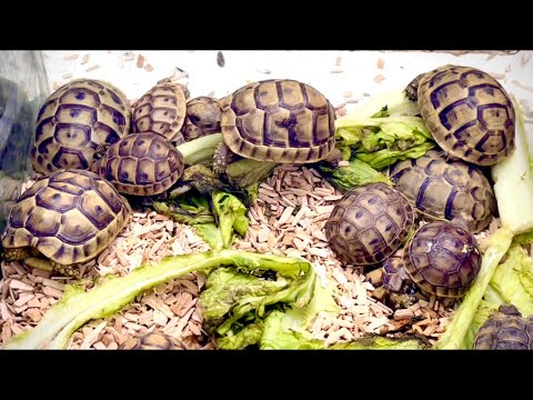 ADDING A BABY TURTLE TO NEW HABITAT!! 125 Gallon Turtle Tank Setup - No Sand - FOREVERHOME SIZE!