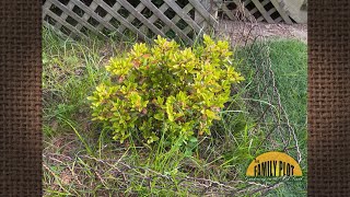 Q&A – Three of my five azaleas have yellow leaves. How do I fix it?