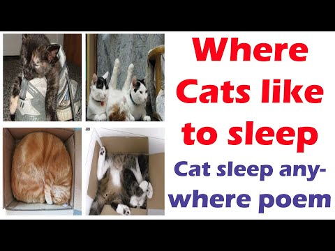 Where Cats like to sleep | Where does your cat sleep | cats sleep anywhere poem