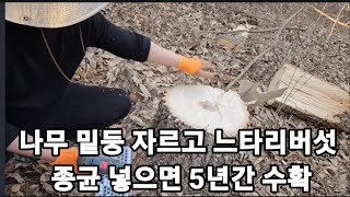 느타리버섯 표고버섯 재배는 이방법이 가장 쉬워요! #느타리재배 #느타리키우기 #표고버섯재배 #표고버섯키우기 …