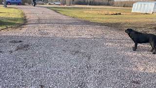 Motocyclette Honda HONDA VT1100C2 | Image 4 - Autoline