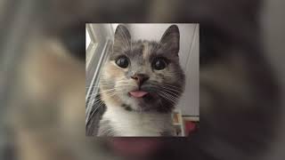 1000 tahun lamanya [ sped up + reverb ]