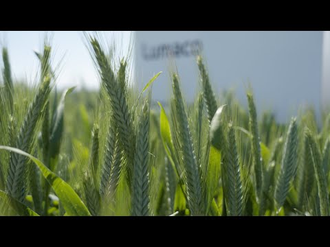 Syngenta Seeds | Virtueller Feldtag 2021