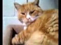Down To Catt