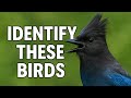 Identify These Birds Most Common Backyard Species Explained
