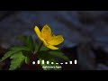 Mounam Pesiyathe Bgm Whatsapp Status Yuvan Bgm Whatsapp Status